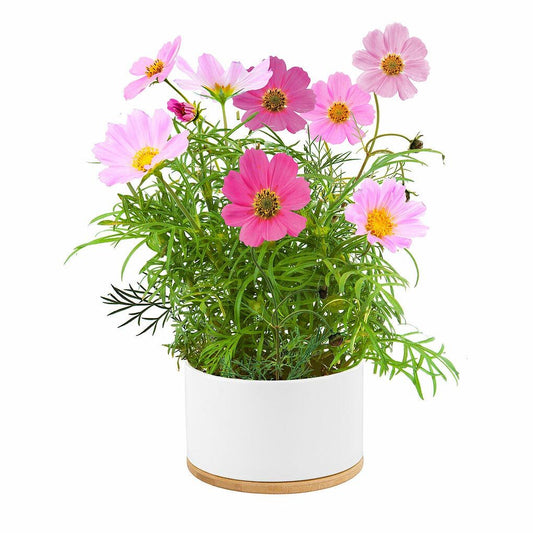 Pot of Flowers Kit - Dwarf Cosmos